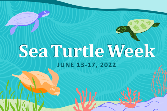 Sea turtles swim underwater