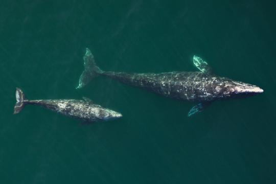 Gray whales swimming