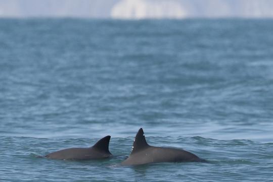 A pair of vaquita swimming south of the town of San Felipe, Baja California. Note the nick in the dorsal fin of the larger individual in the foreground. This was likely caused by past interactions with gillnets, from which the animal successfully escaped. Photo: Copyright Todd Pusser.