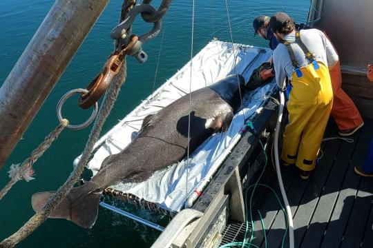 Photo showing a sleeper shark being lowered overboard in a cradle while two fishermen lean over to assist.