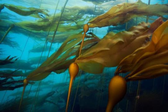 Kelp underwater 