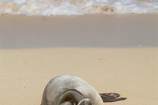 Monk seal rubbing his eyes with his left flipper on a sunny beach.