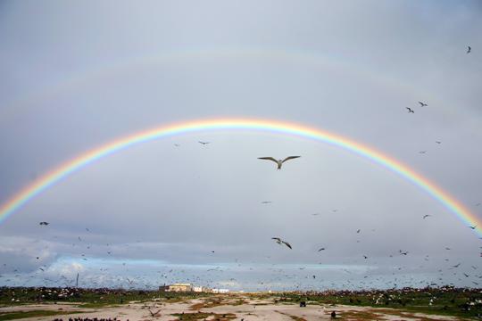 Rainbow in the background with plenty of flying albatross.