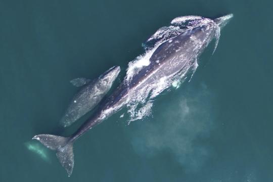 Photograph showing gray whale mother and calf swimming along the central California Coast near Piedras Blancas, CA.