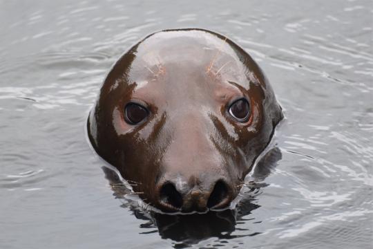 gray seal pokes its head out of the water