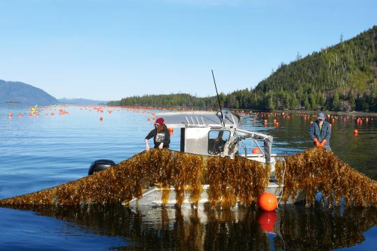Two aquaculture workers pull a line of kelp out of the water and into their boat, on Seagrove Kelp Co's farm site. Buoy markers are present on the water's surface.