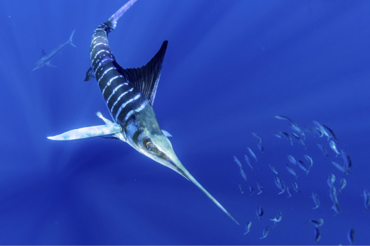 Striped Marlin Noaa Fisheries