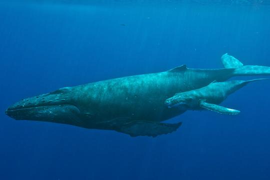 A humpback mother and calf swimming off the West Coast