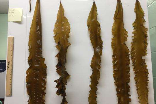 Five wavy brown blades of sugar kelp against a white background with a ruler for scale.