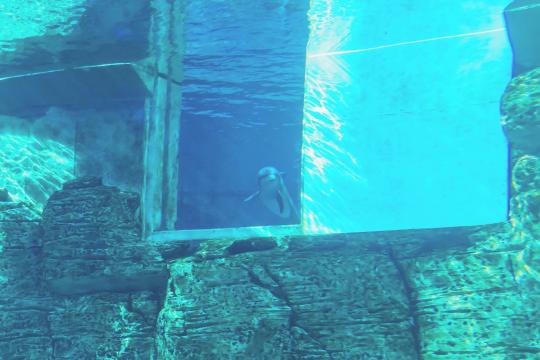 Izzy in her new home at Clearwater Marine Aquarium