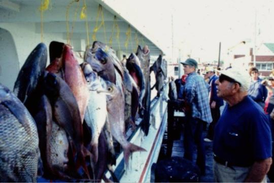A boat's catch is hung along the side of the vessel while people on the dock look at the fish.
