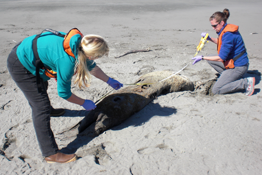 Two biologists with the NOAA Alaska Region (Kim Raum-Suryan and Sadie Wright) measure a Steller sea lion carcass during a carcass survey of the Copper River Delta. Credit: NOAA Fisheries, Permit 18786