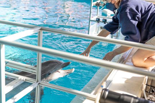 A dolphin interacts with a woman at the edge of its large aquarium pool habitat