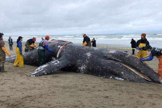 Stranding Network members perform an animal autopsy on a stranded gray whale that lies within a sectioned off area of the beach.
