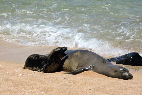 A Hawaiian monk seal rests on the beach at the edge of the waves with a small, darker pup by her side.
