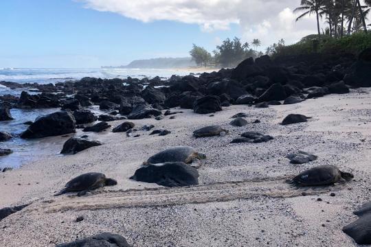 Four green sea turtles with white shell alpha-numerical markings bask or rest on a sandy beach next to a rocky coastline with palm trees, blue sky, and ocean waves in the distance.