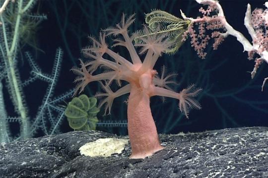 Several vibrantly colored animals, including a pink mushroom coral (center), precious pink coral (right), a green-hues bamboo coral (left), and feather stars (center) on a dark rocky outcrop