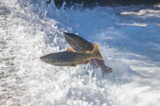 Chinook salmon jump in frothy white water