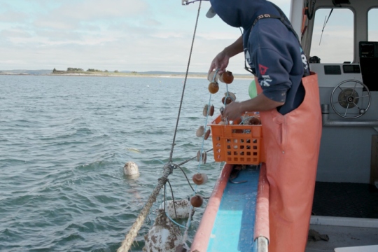 Fishermen on boat lowers sea scallops into the water.