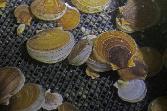 Small marine animals called sea scallops with two light brown rounded shells and numerous blue eyes along the shell margins sit in clear seawater on the mesh bottom of an aquarium. 