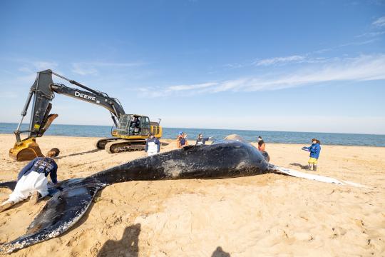 Humpback whale necropsy on February 8, 2023