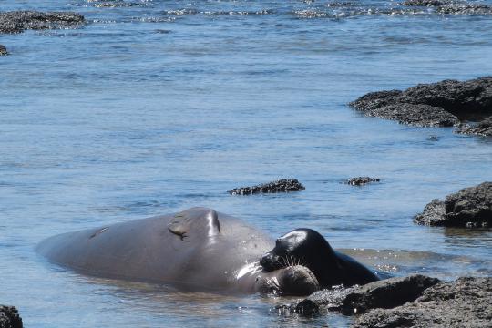 Hawaiian monk seal and her pup snuggling on each others neck in the waters by the rocks.