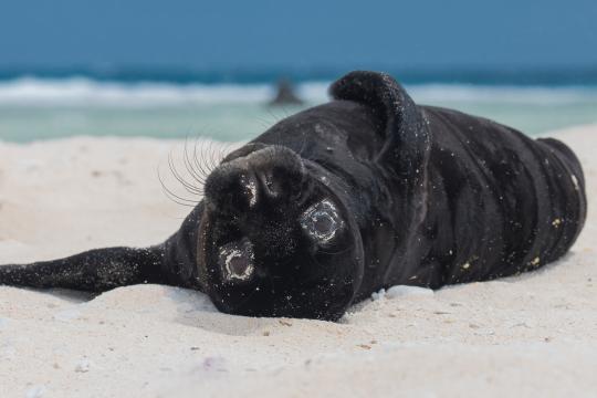 Black Hawaiian monk seal pup lies on its back, wide-eyed, on a sandy shore and looks into the camera. 