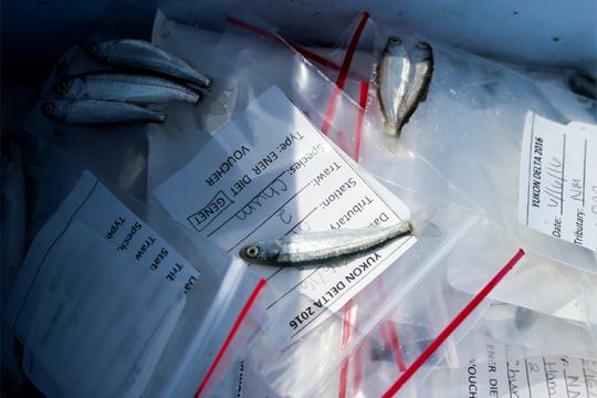 Young Salmon in sample bags