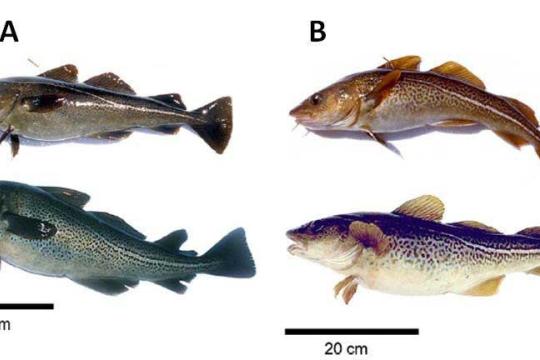 Photographs of four cod, each a different color, different proportion, and overall size.