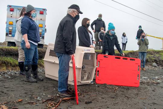 People on a beach standing around a pet carrier preparing to release a juvenile seal