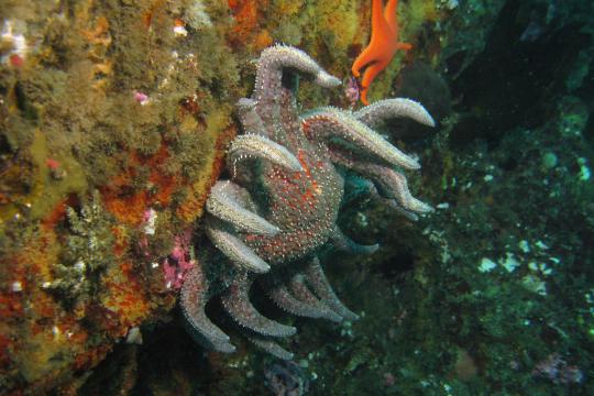 Sunflower sea star underwater