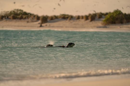 Hawaiian monk seal with satellite tag swimming in the waters after being released back into the wild.