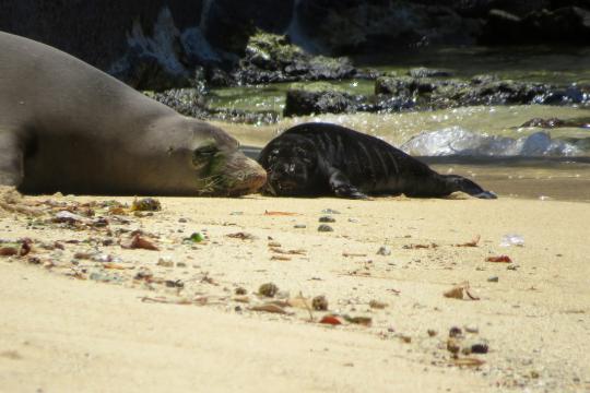 Mother seal with new born pup (in black) resting on a busy beach on a sunny day.
