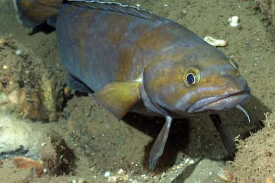  Underwater view of a fish swimming along the rocky ocean floor toward the camera.