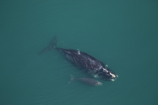 a North Atlantic right whale and it's baby during calving swimming in ocean along the surface.