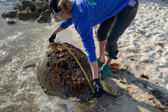 A stranding responder measures a stranded loggerhead sea turtle on a Florida beach.