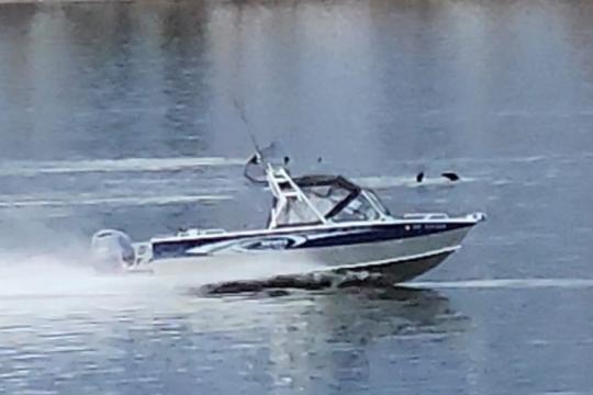 Screen capture from video of a boat harassing sea lions