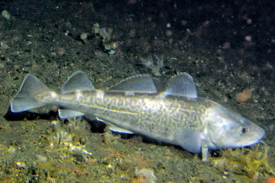 Image of Pacific cod resting on the seafloor