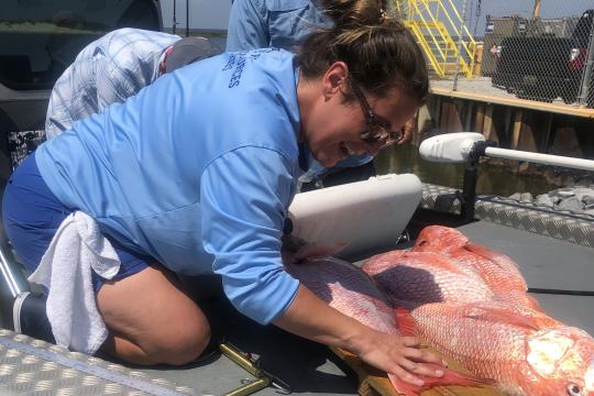 A field sampler with the Alabama Department of Conservation and Natural Resources collects red snapper length and weight as part of Snapper Check dockside validation. 