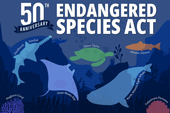 50th Anniversary of the Endangered Species Act with smalltooth sawfish, green turtle, Atlantic salmon, staghorn, North Atlantic right whale, and Tubastraea floreana