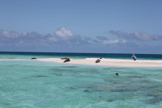 Researcher photographing monk seal 