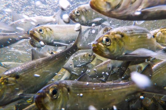 Alewife during their spring spawning migration in the Bagaduce River, Maine. 