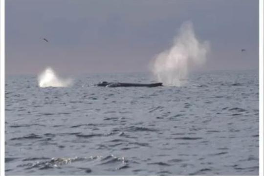 A whale breaching the surface to breathe.