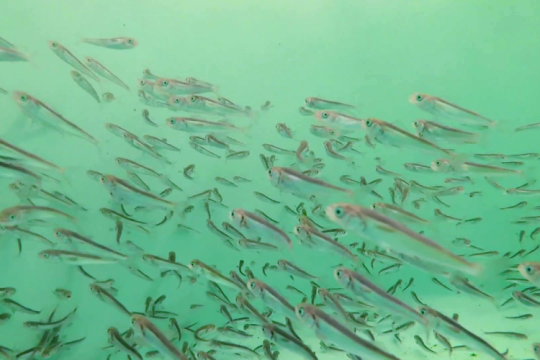Hatchery-raised fish in water
