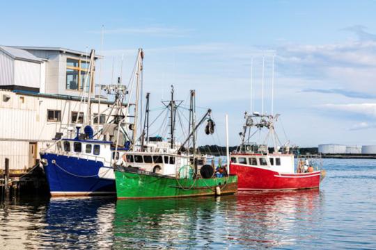 Blue, green, and red fishing boats docked in a bay.