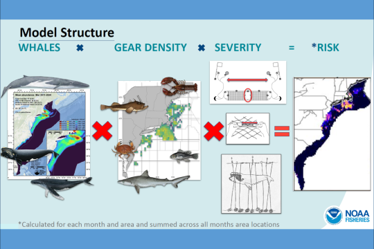  an illustration of the decision support tool structure: whale density, times gear density, times severity of injury to whales that encounter a gear type, equals risk.