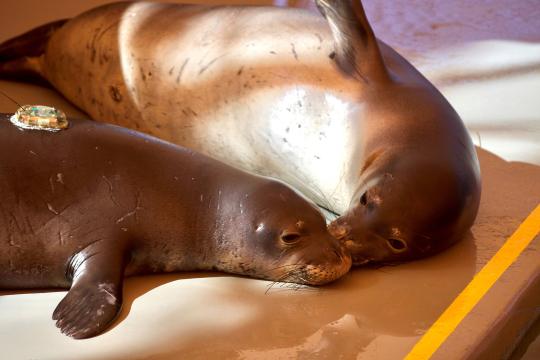Two Hawaiian monk seals resting next to each other (face to face).