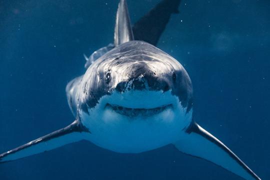 Close-up of Great White Shark