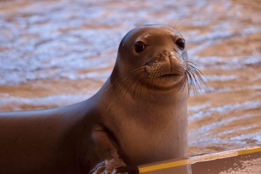 Hawaiian monk seal Malama (RQ76) explores a rehabilitation pool pen during treatment at Ke Kai Ola. Photo © The Marine Mammal Center, NOAA Permit #24359