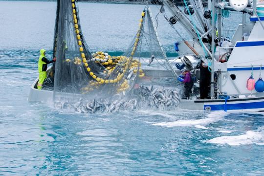 Commercial fishing in the Valdez, Alaska harbor.